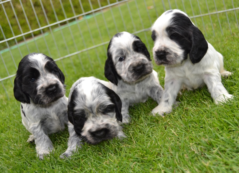 14 fenka, pejsek, fenka, pejsek.JPG